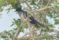 /album/photogallery/levaillants-cuckoo-jpg/